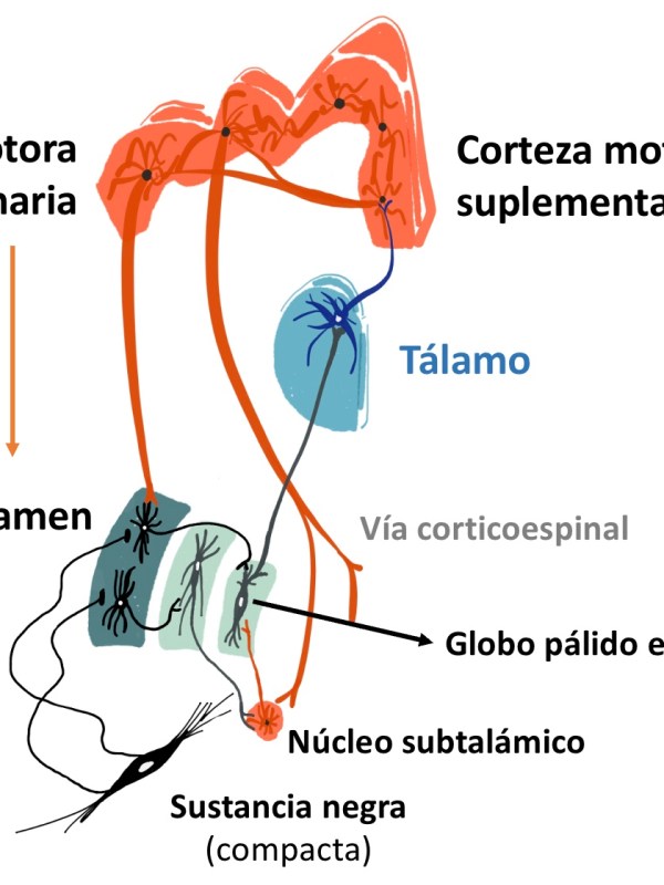 Cómo controlan el movimiento los núcleos de la base: la historia de dos “asas” y su alteración en el Parkinson.