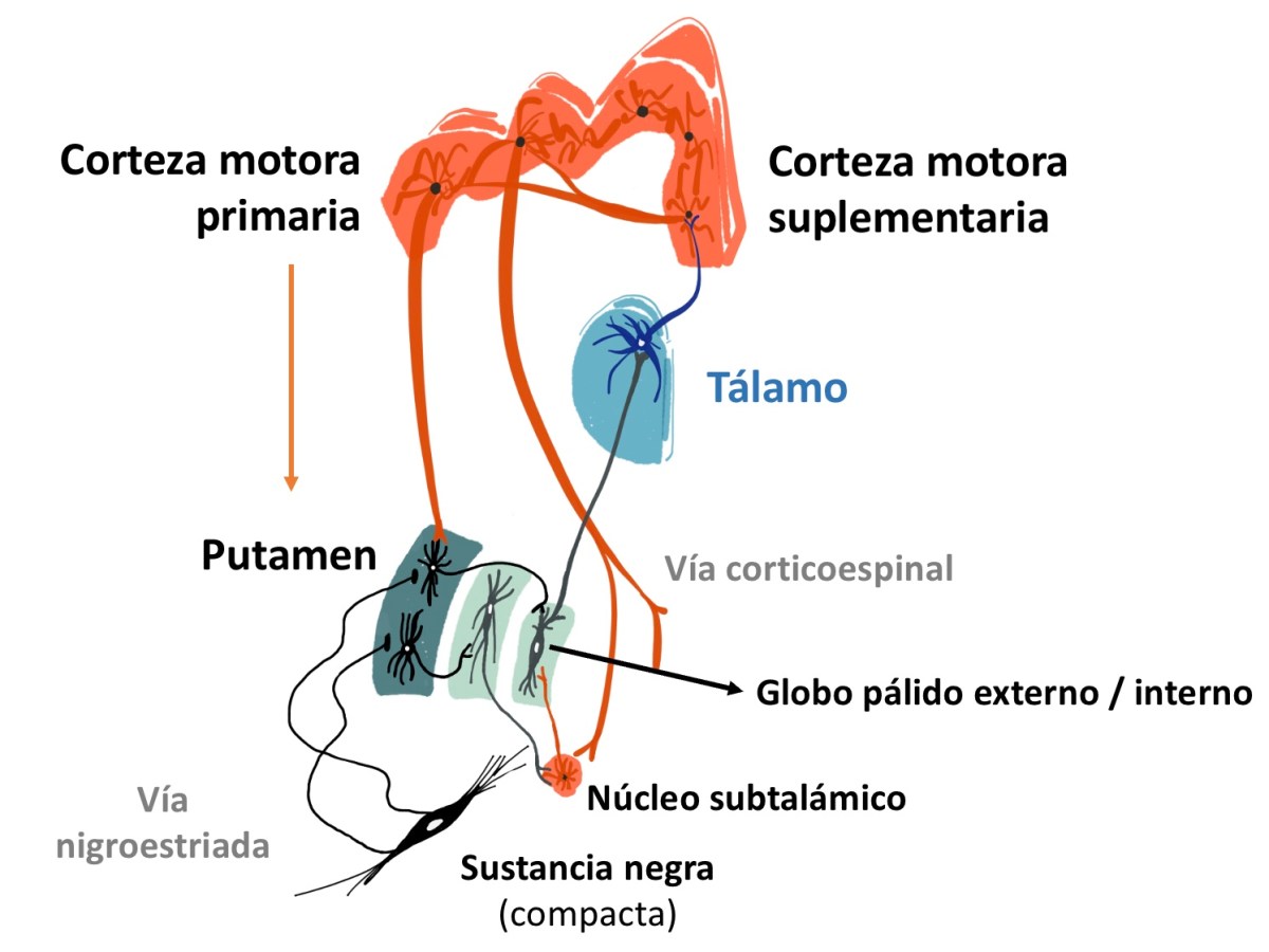 Cómo controlan el movimiento los núcleos de la base: la historia de dos “asas” y su alteración en el Parkinson.